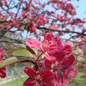 Malus x purpurea 'Eleyi' fleur